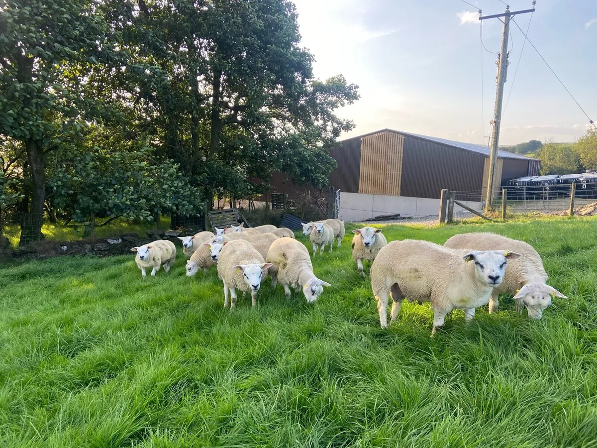 Purebred Texel Ram Lambs - Image 2