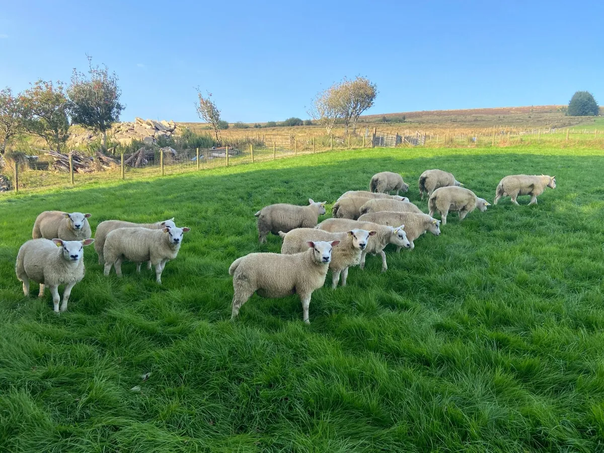 Purebred Texel Ram Lambs - Image 3