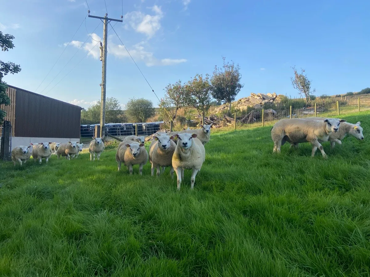 Purebred Texel Ram Lambs - Image 4