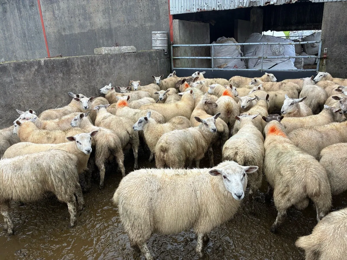 Store lambs - Image 2