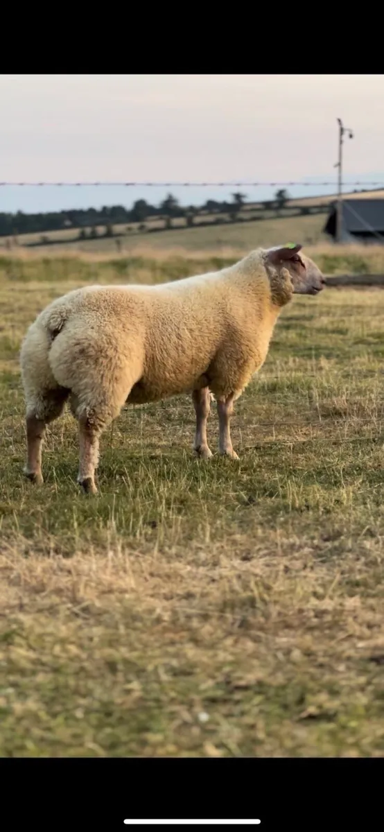 Pedigree Charollais hoggets and ram lambs - Image 1