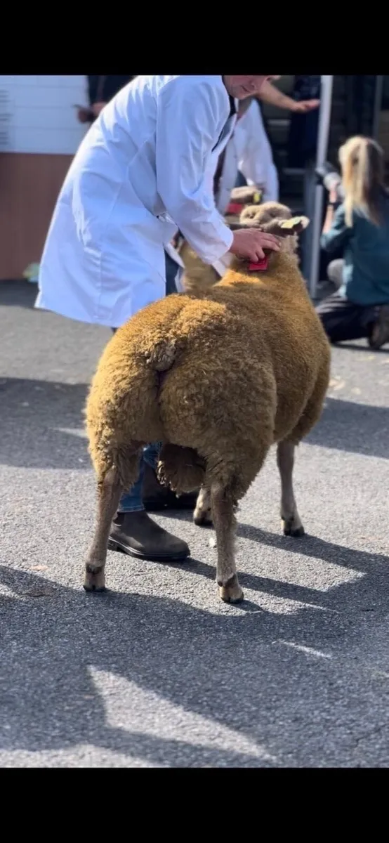 Pedigree Charollais hoggets and ram lambs - Image 2