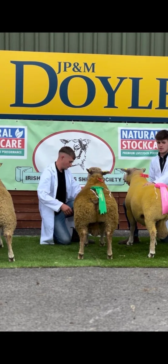 Pedigree Charollais hoggets and ram lambs - Image 3