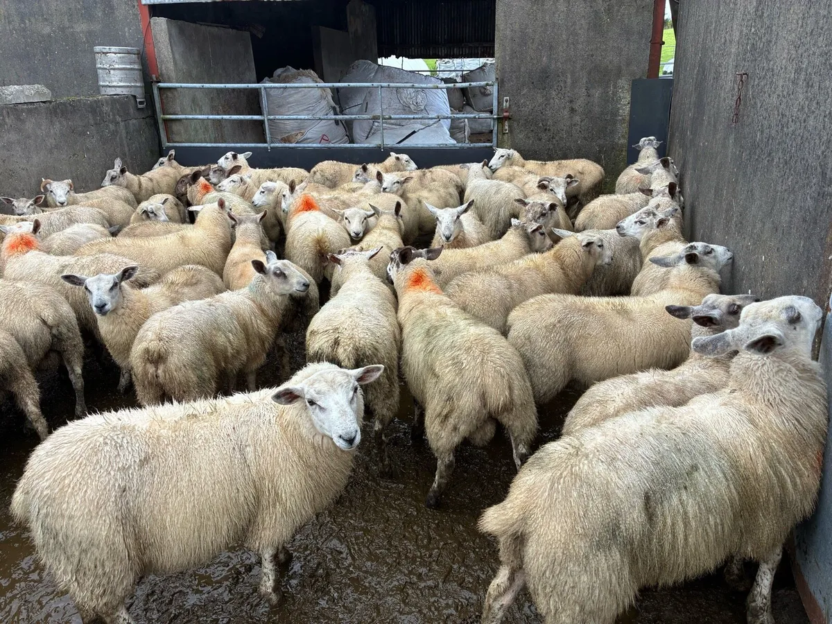 Store lambs - Image 3