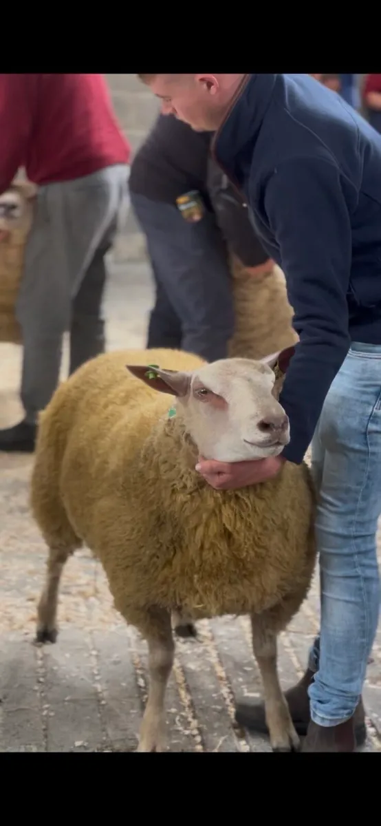 Pedigree Charollais hoggets and ram lambs - Image 4