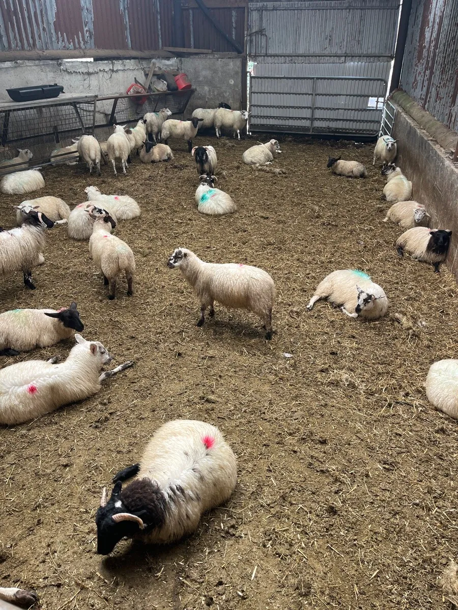 Organic lambs
