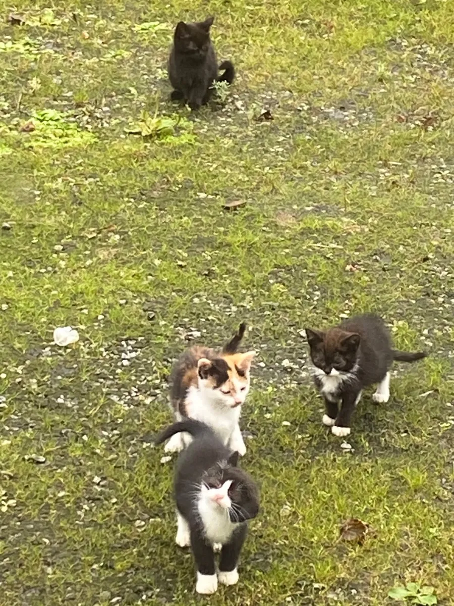 Kittens - Image 2