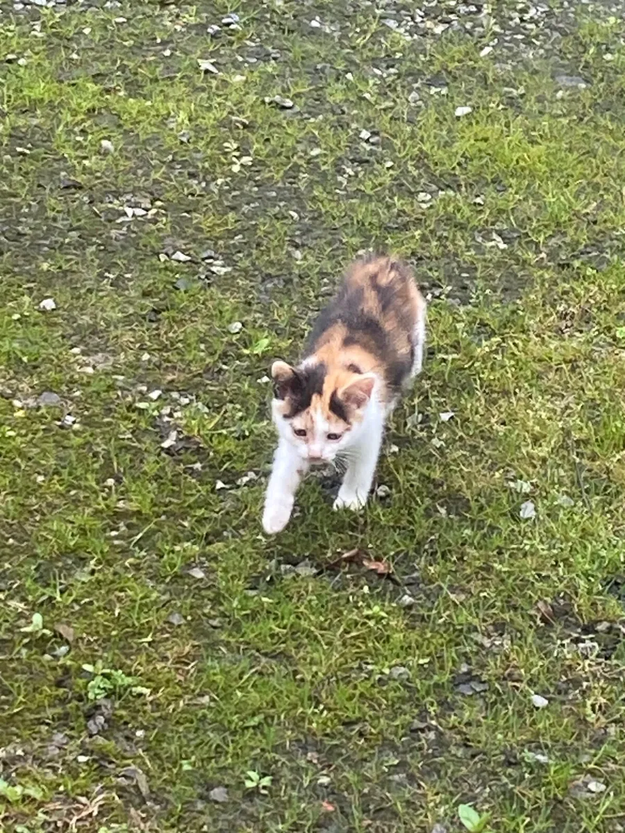 Kittens - Image 3