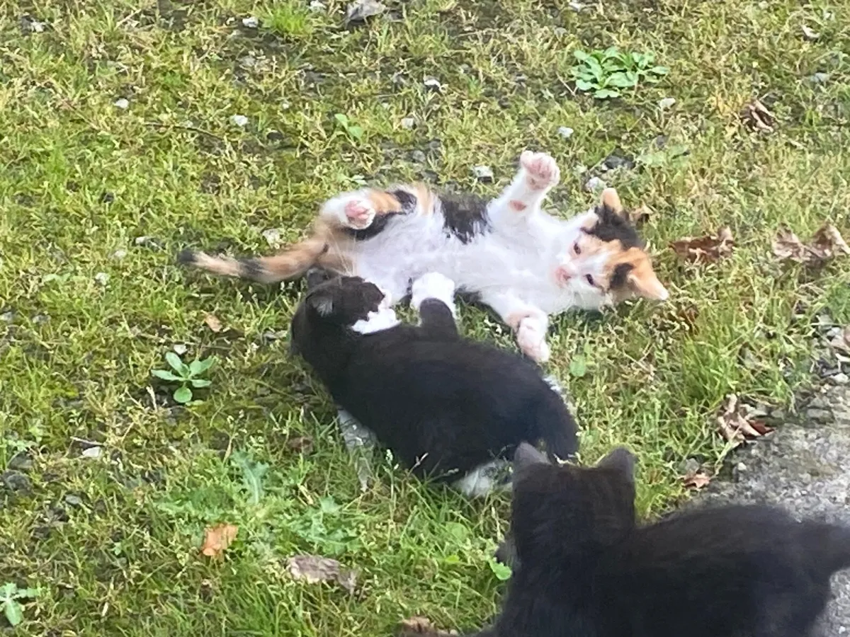 Kittens - Image 4