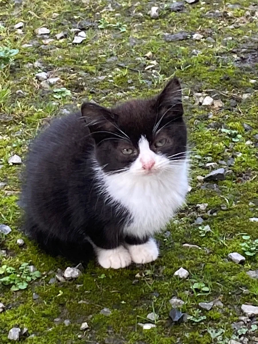 Kittens - Image 1