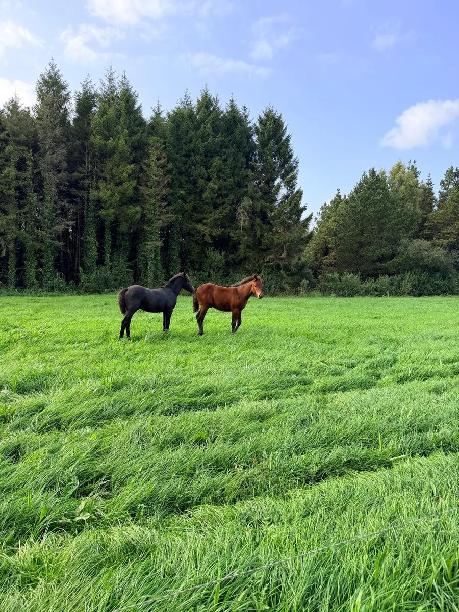 Connemara colt foals - Image 1