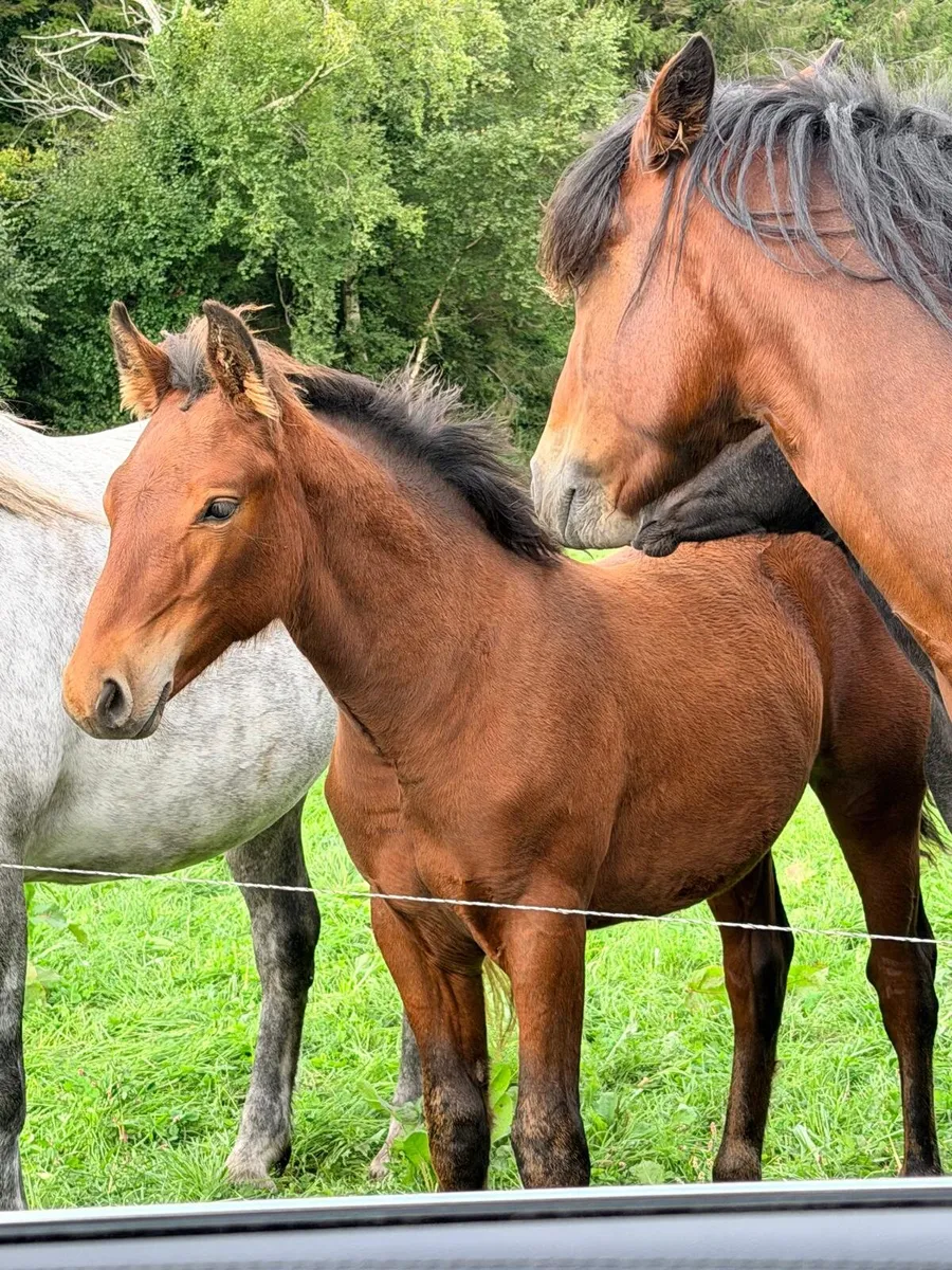 Connemara colt foals - Image 2