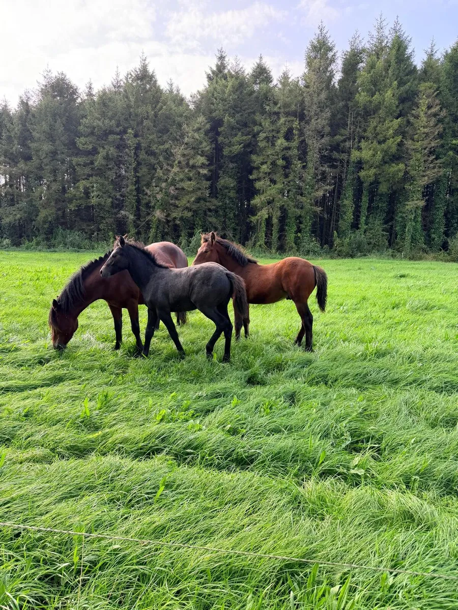 Connemara colt foals - Image 3