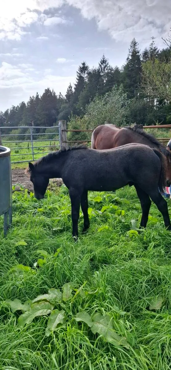Connemara colt foals - Image 4