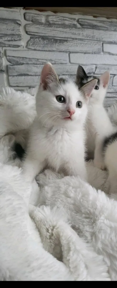 Beautiful Norwegian forest mix kittens (3 remainin - Image 1