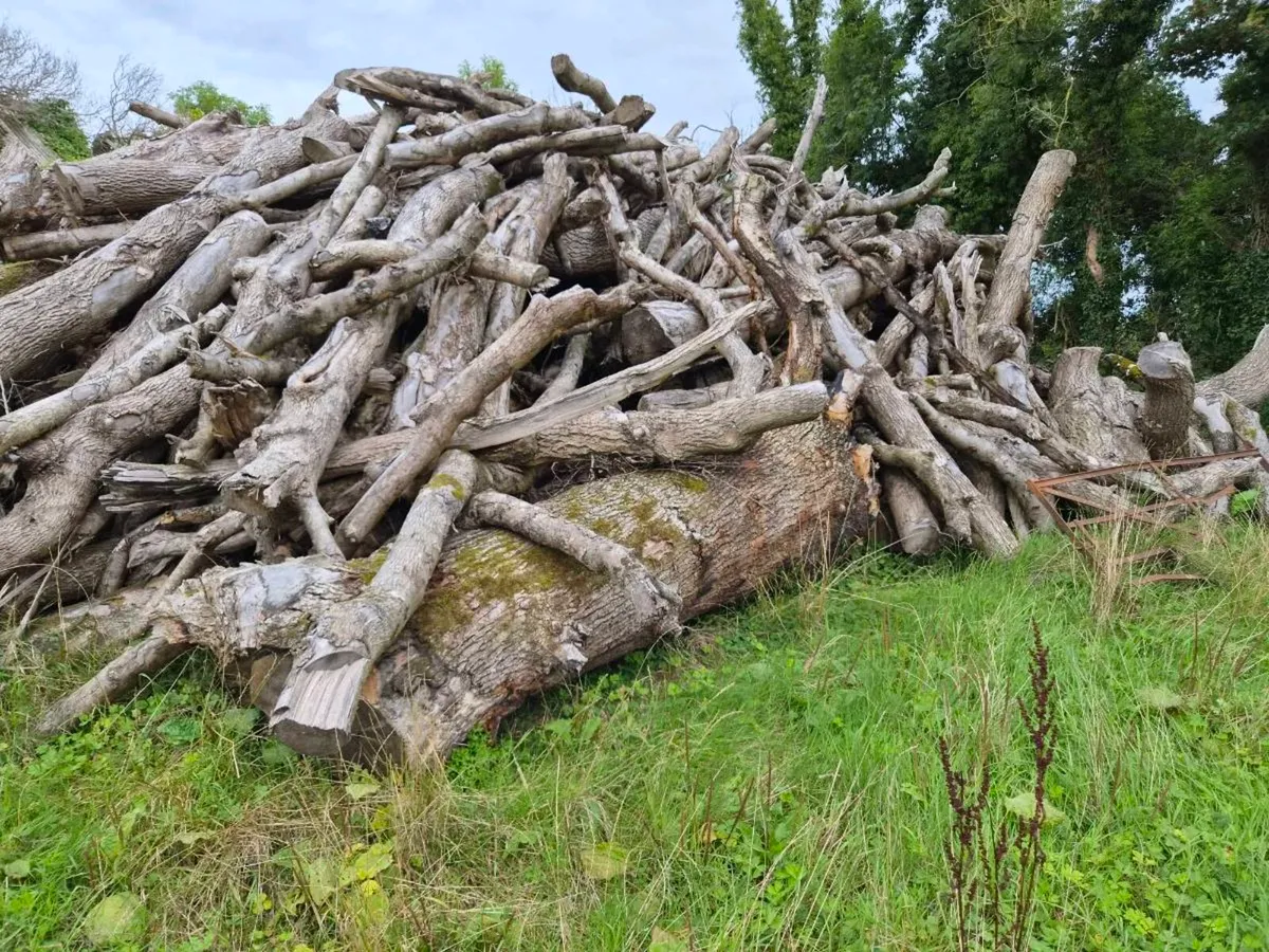 Firewood - Image 1