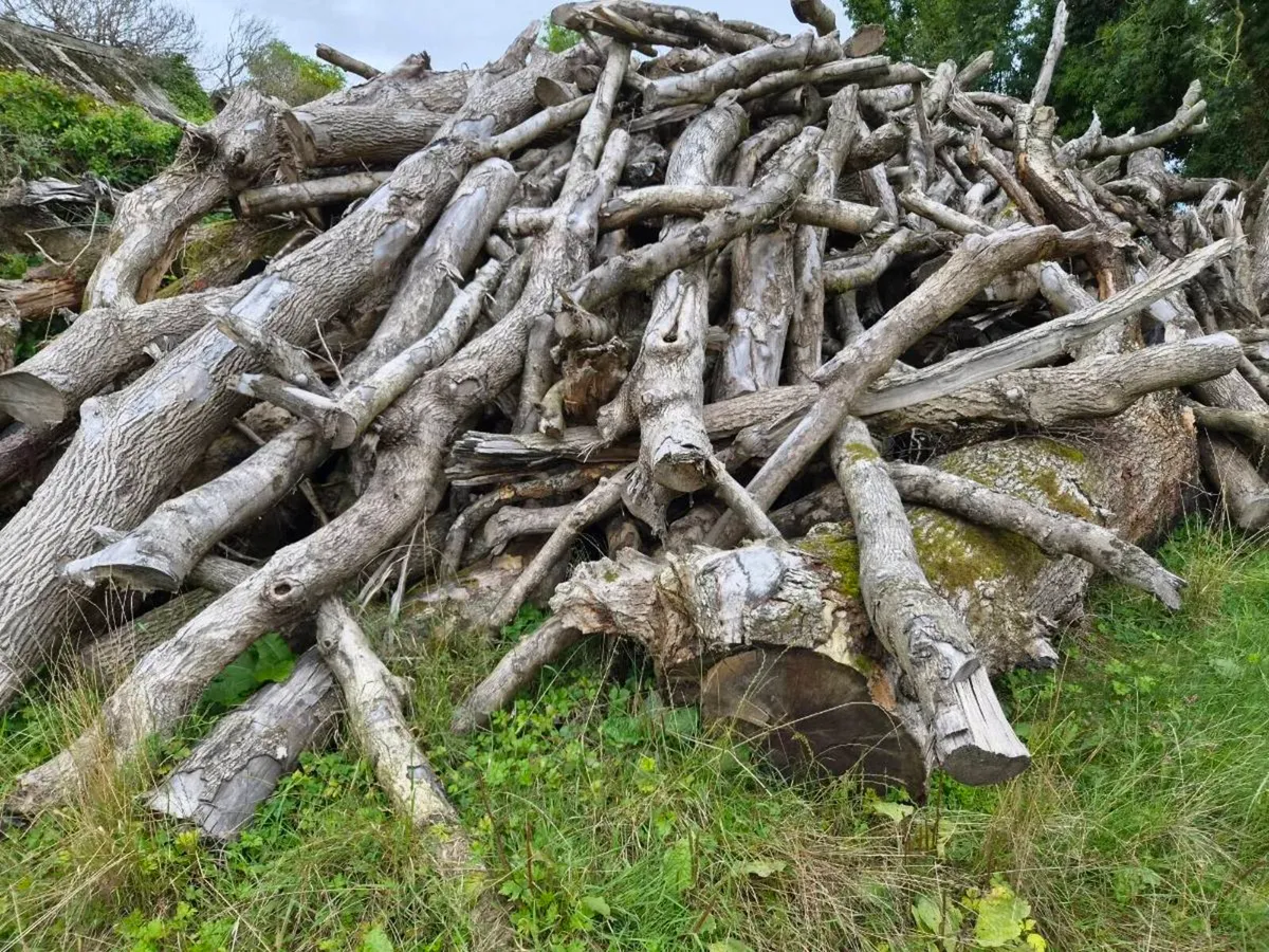 Firewood - Image 2