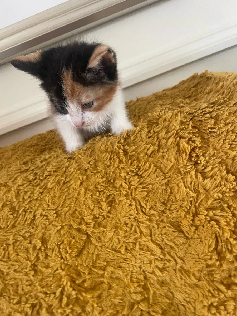 Kittens - Image 2