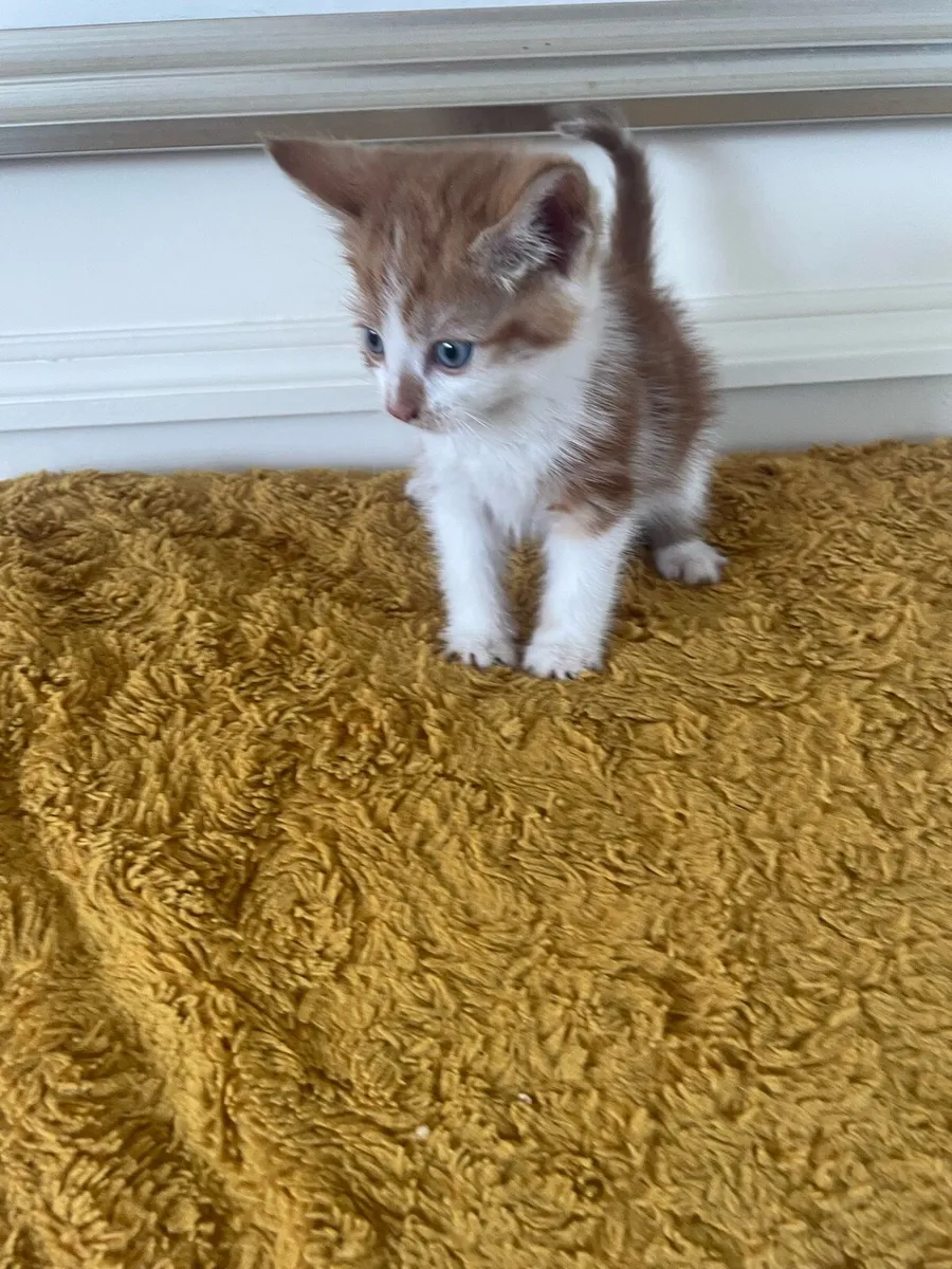 Kittens - Image 3