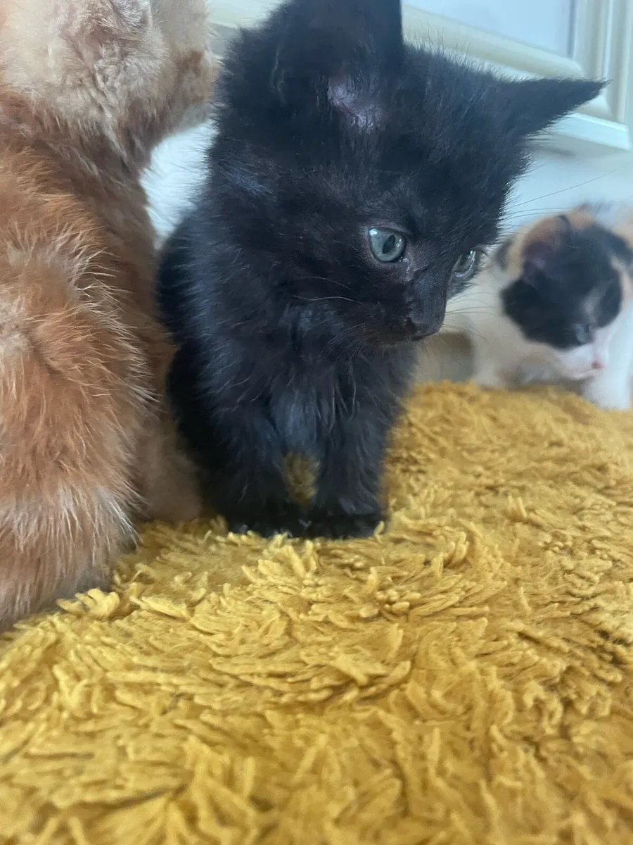 Kittens - Image 4