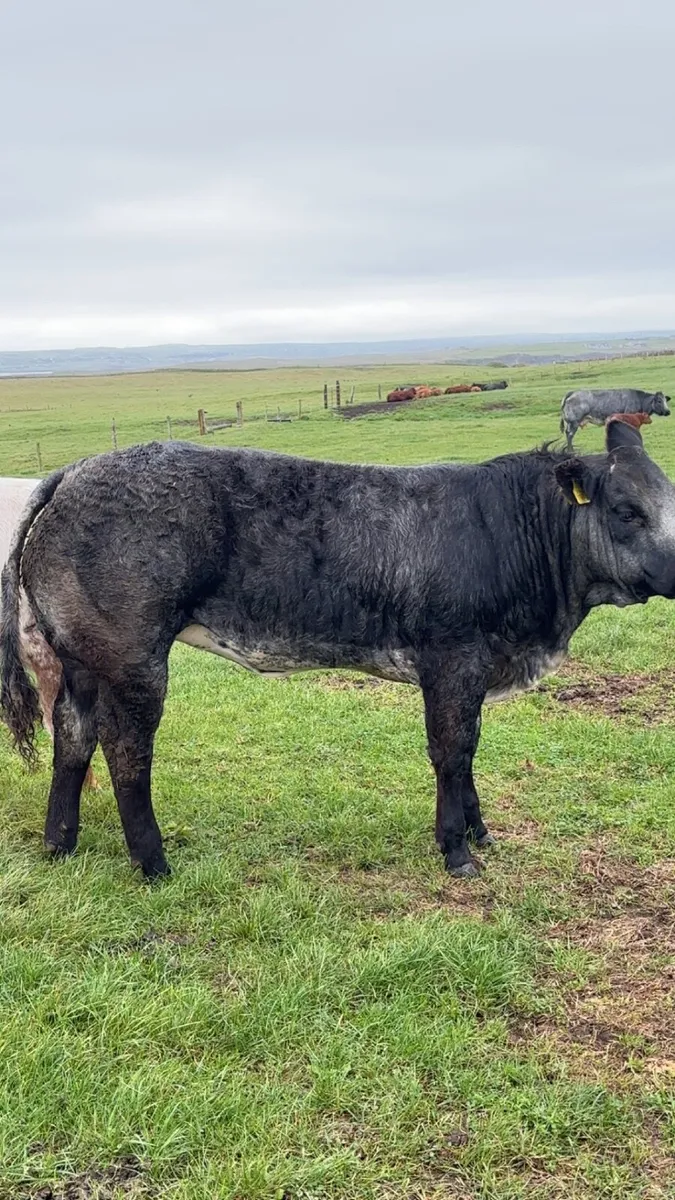 Show/breeding heifer - Image 1