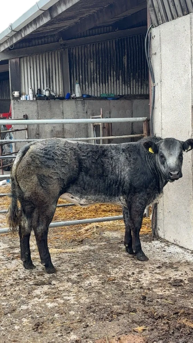 Show/breeding heifer - Image 4
