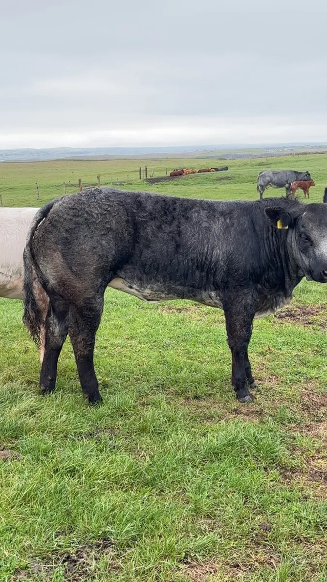 Show/breeding heifer - Image 2