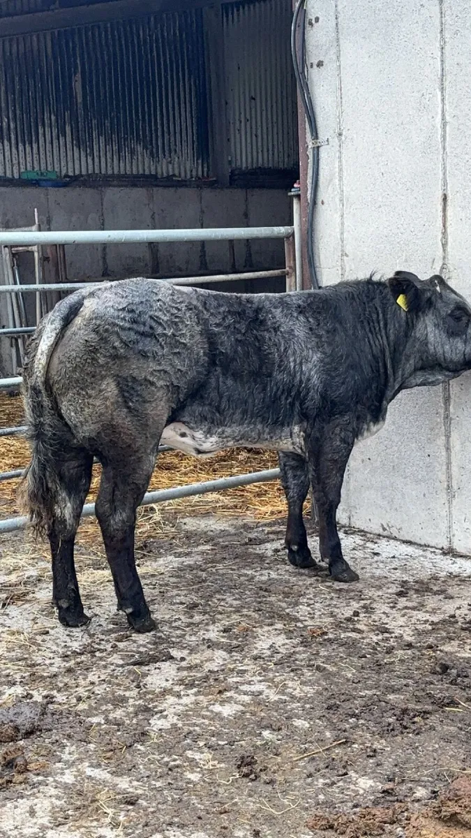 Show/breeding heifer - Image 3