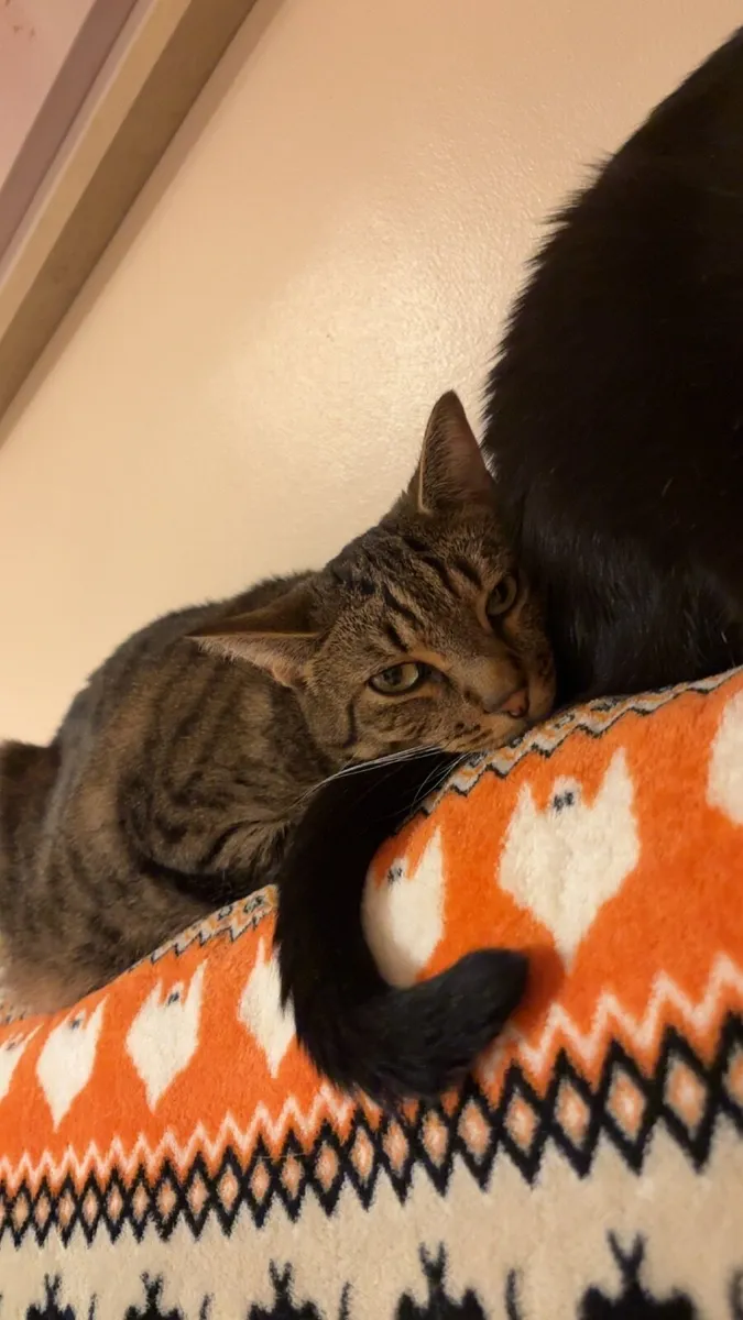 Cats - Image 2