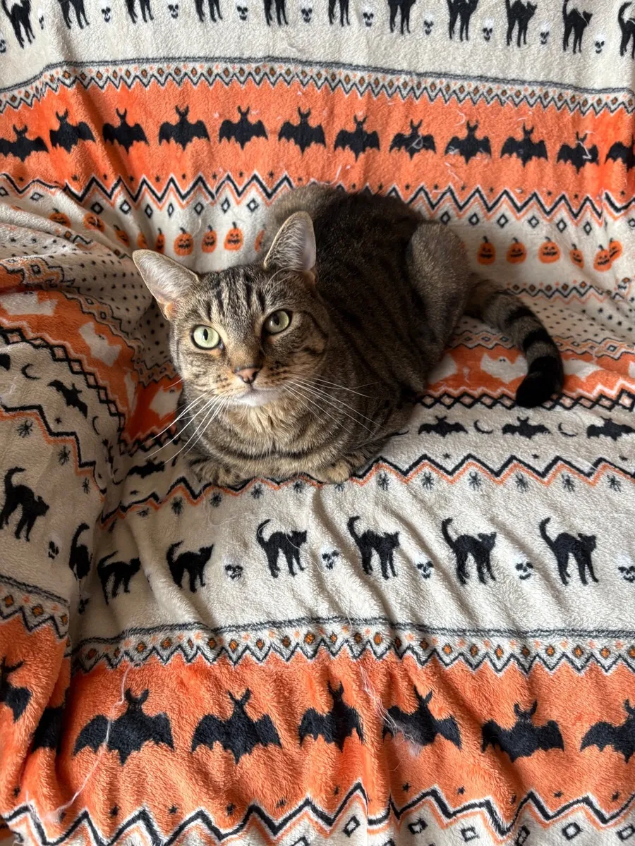 Cats - Image 1