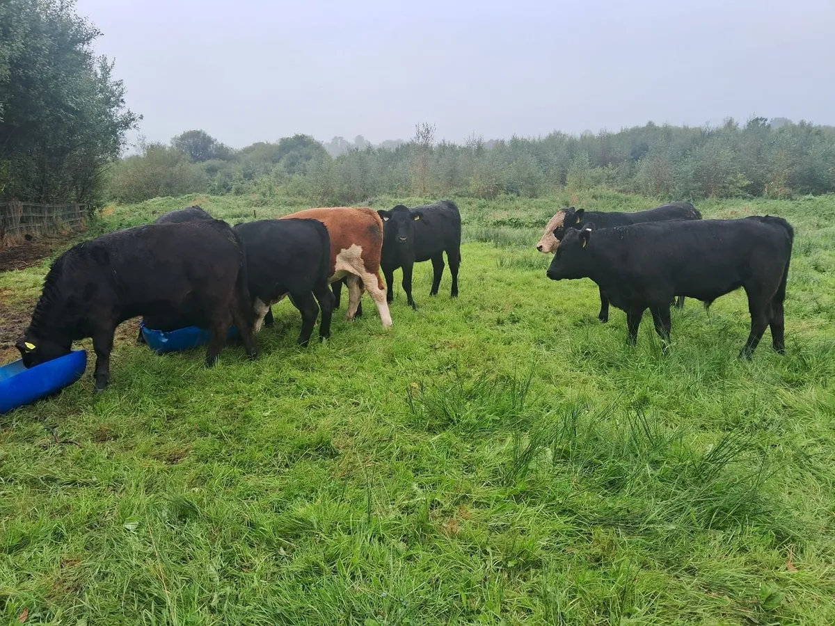 Angus weanlings full organic status - Image 3