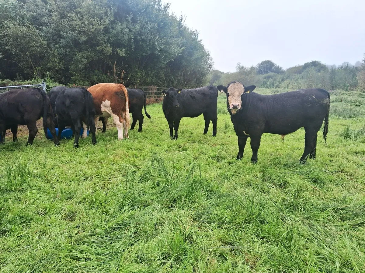 Angus weanlings full organic status - Image 4