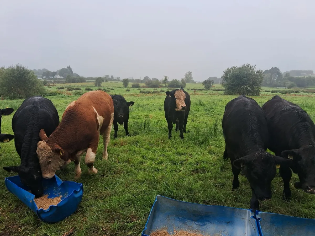 Angus weanlings full organic status - Image 2