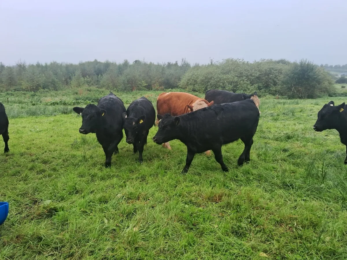 Angus weanlings full organic status - Image 1