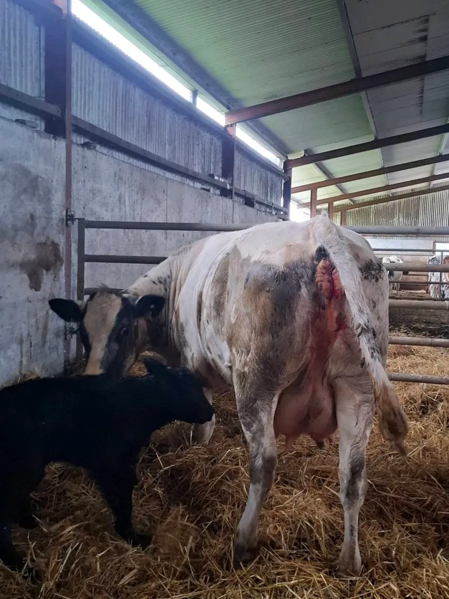 Bbx first calver freshly calved bull calf at foot - Image 1