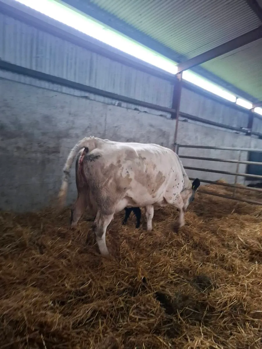 Bbx first calver freshly calved bull calf at foot - Image 2