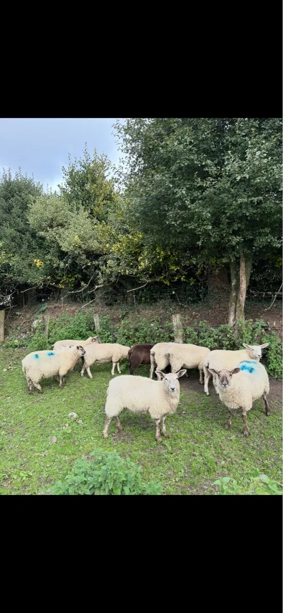 Ewe lambs and Store lambs - Image 1