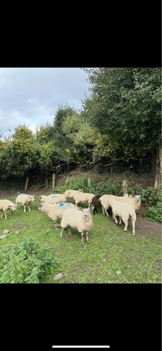 Ewe lambs and Store lambs - Image 2