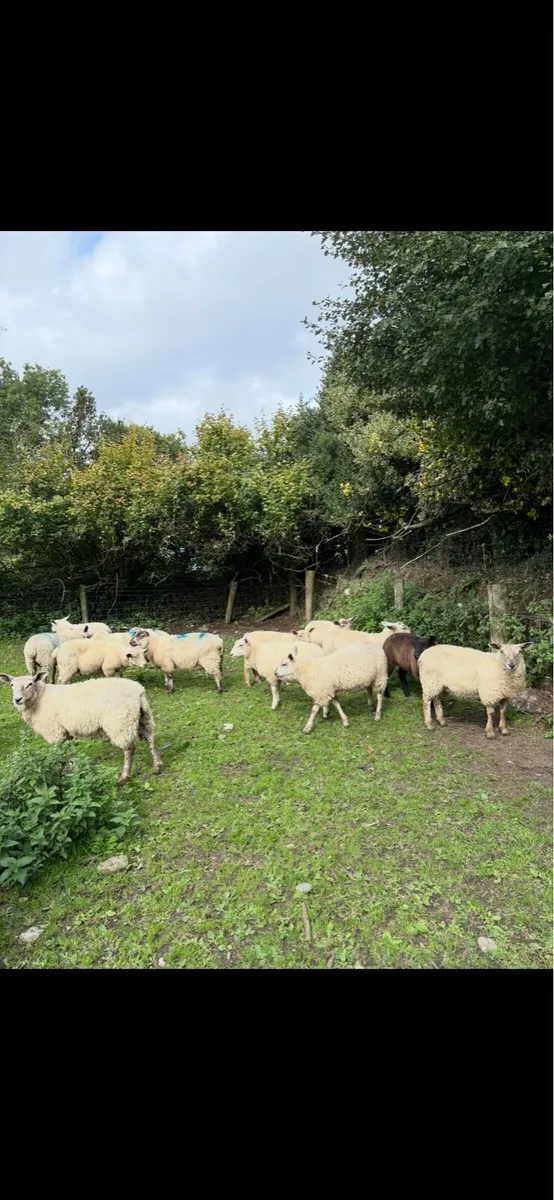 Ewe lambs and Store lambs - Image 3
