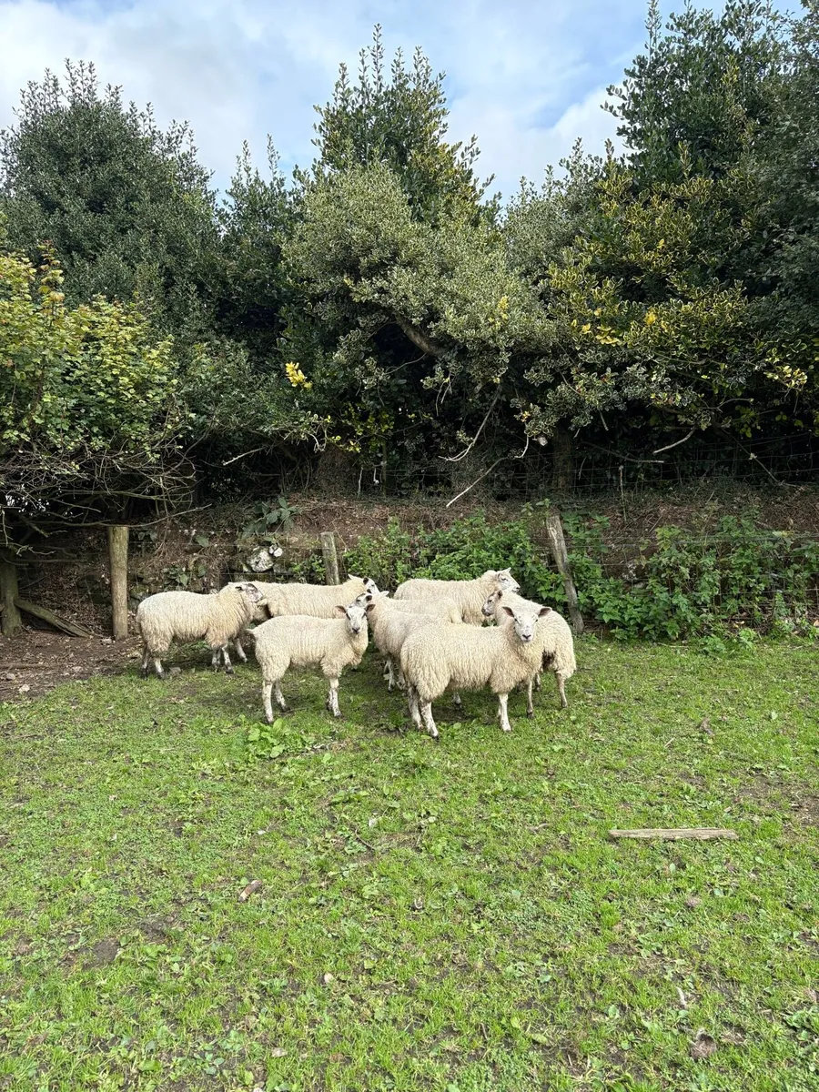Ewe lambs and Store lambs - Image 4