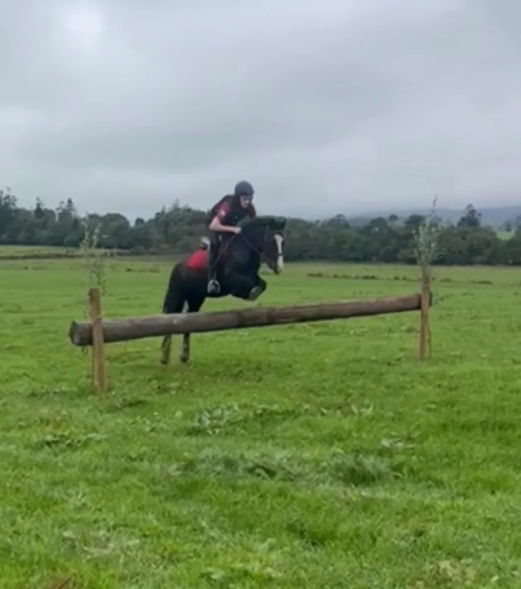 Pony for sale - Image 1