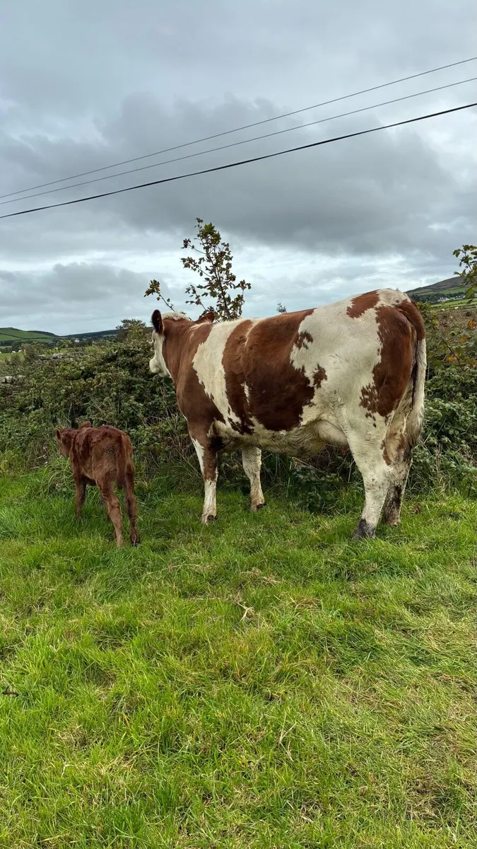 5 Star First Calf Heifer & Calf - Image 1
