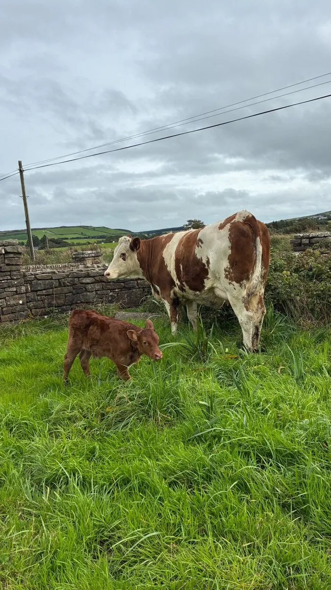 5 Star First Calf Heifer & Calf - Image 2