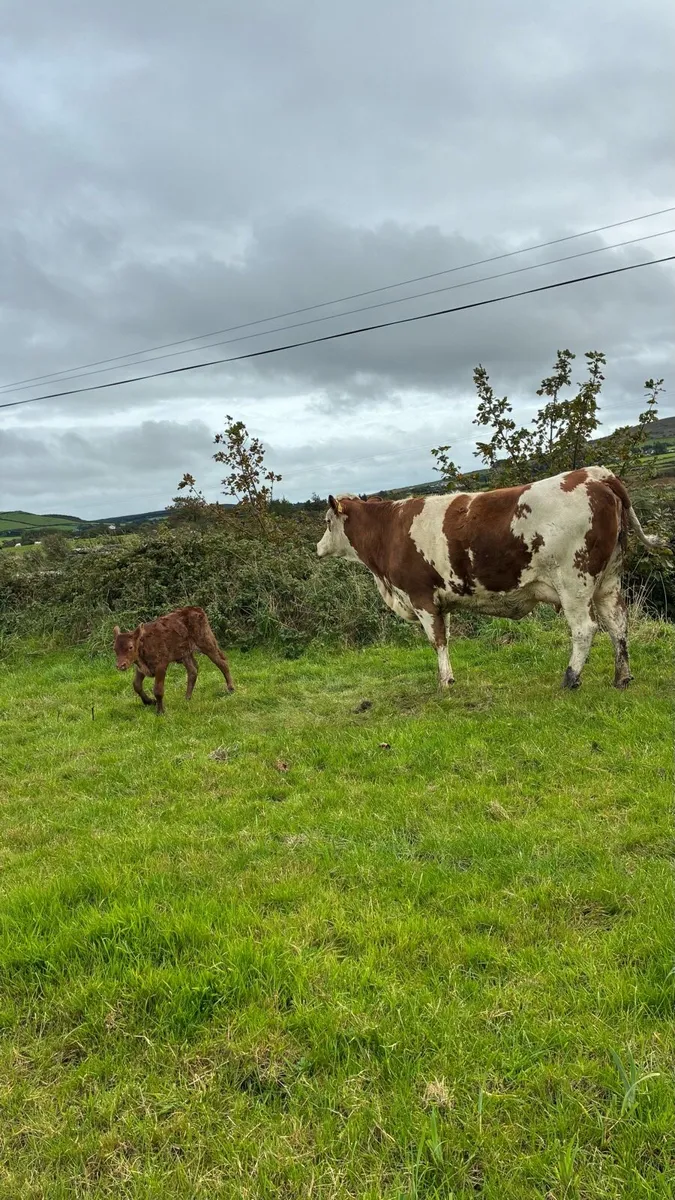 5 Star First Calf Heifer & Calf - Image 3