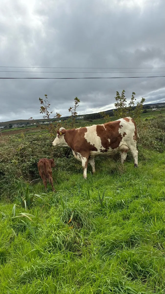 5 Star First Calf Heifer & Calf - Image 4