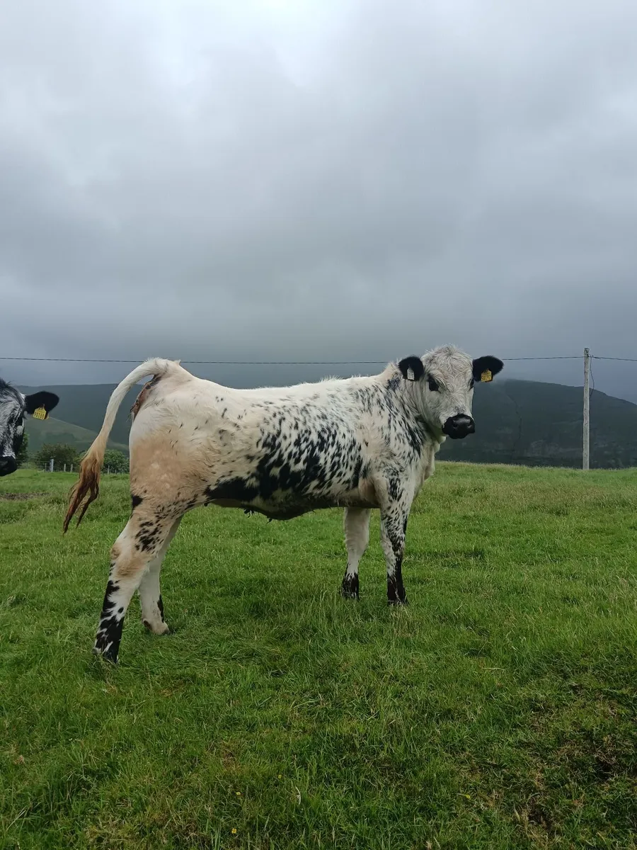 Pedigree Registered Speckle Park Bull - Image 3