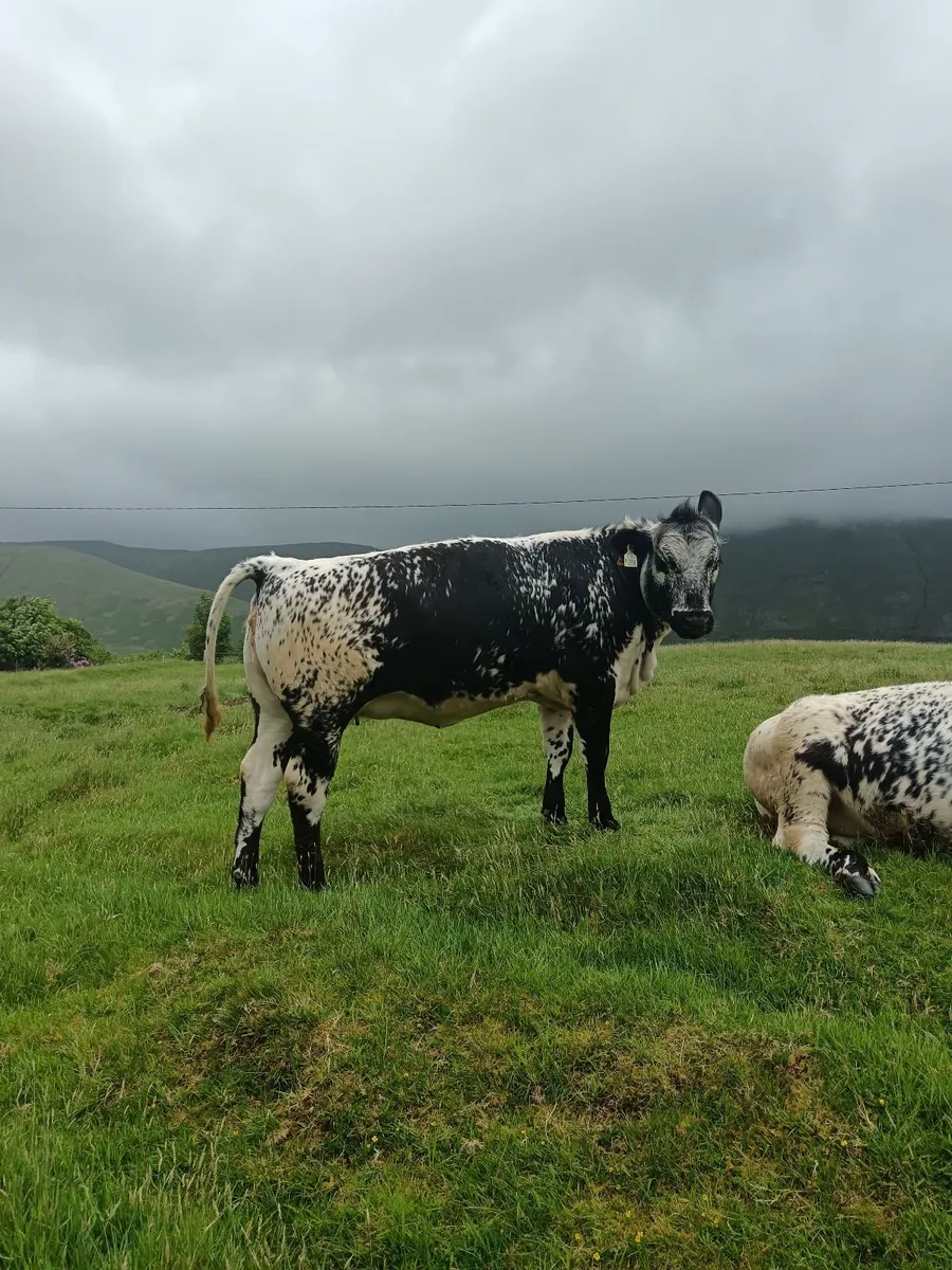 Pedigree Registered Speckle Park Bull - Image 4