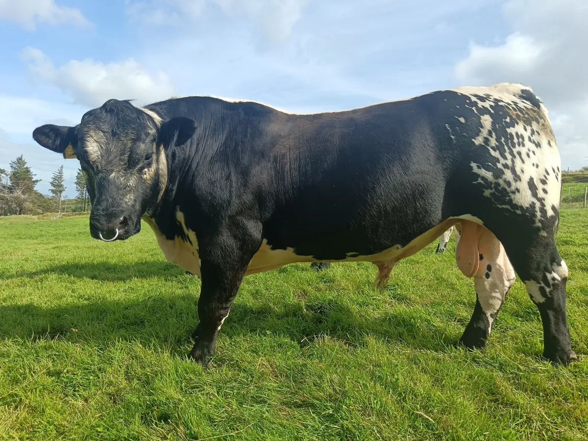 Pedigree Registered Speckle Park Bull - Image 1