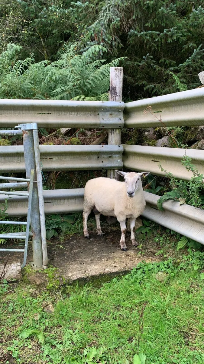 Aberfield hogget ram - Image 1
