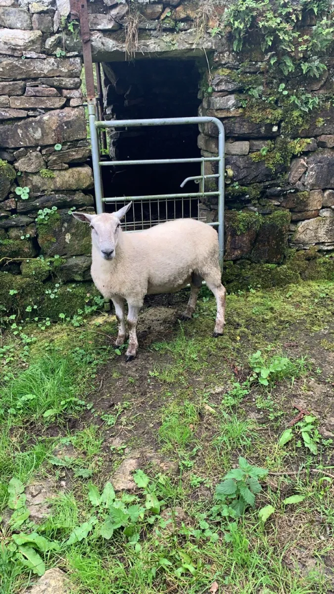 Aberfield hogget ram - Image 2
